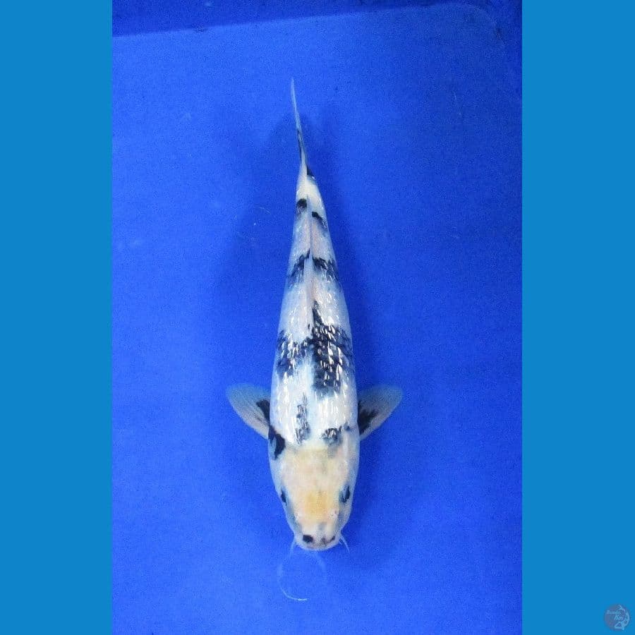 shiro ginrin ±32cm