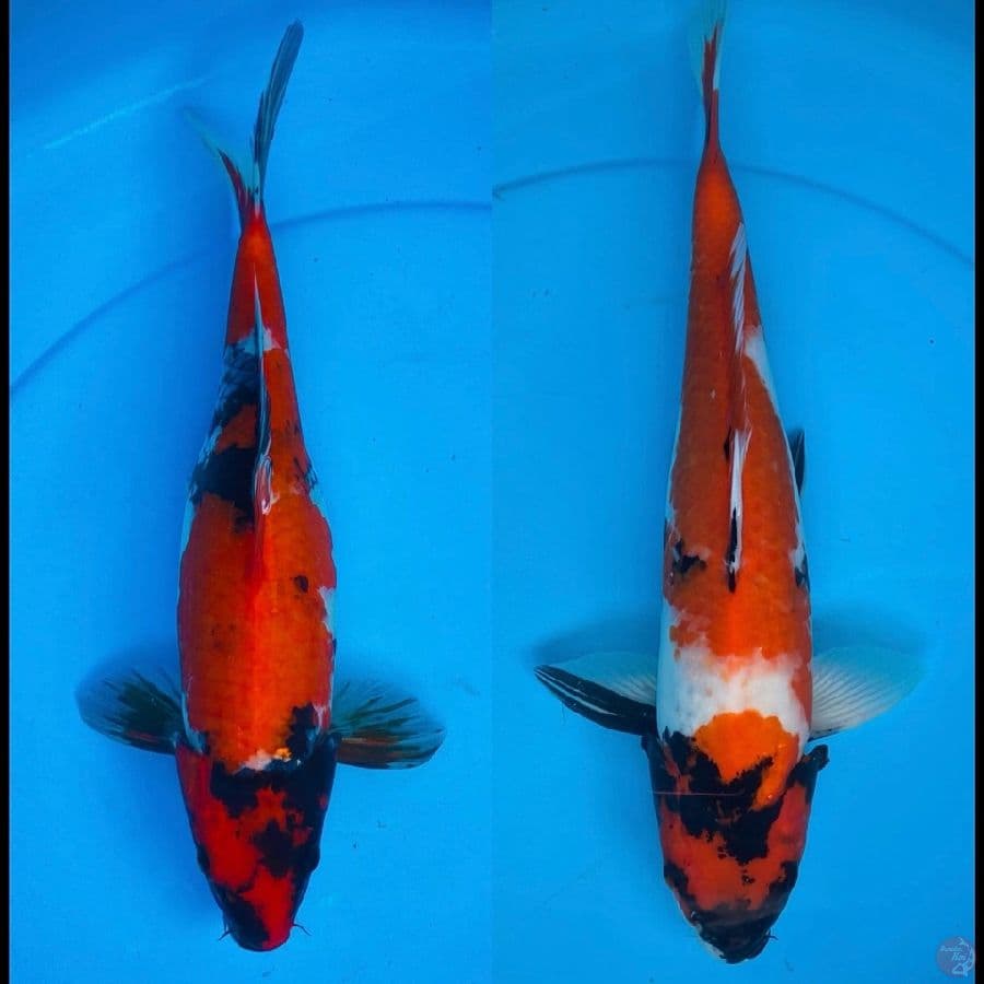 showa 2ekor 33n39cm