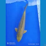 midori bulky punuk 35 cm