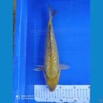 midori ginrin 31 cm
