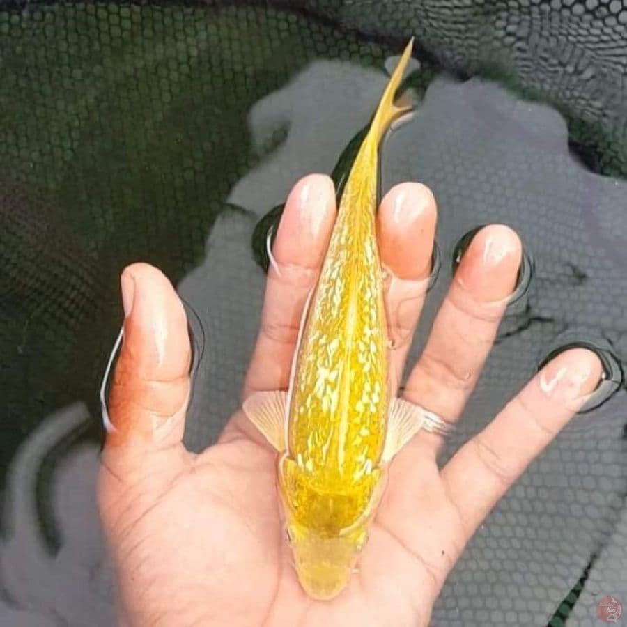 MN Gold Gindrin 