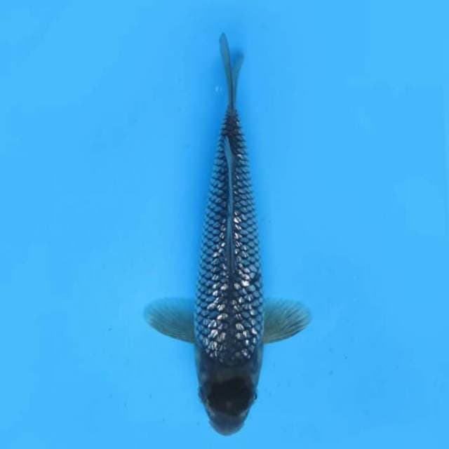 24cm Male - Tancho Ochiba Ginrin Original