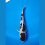KOROMO 25 CM