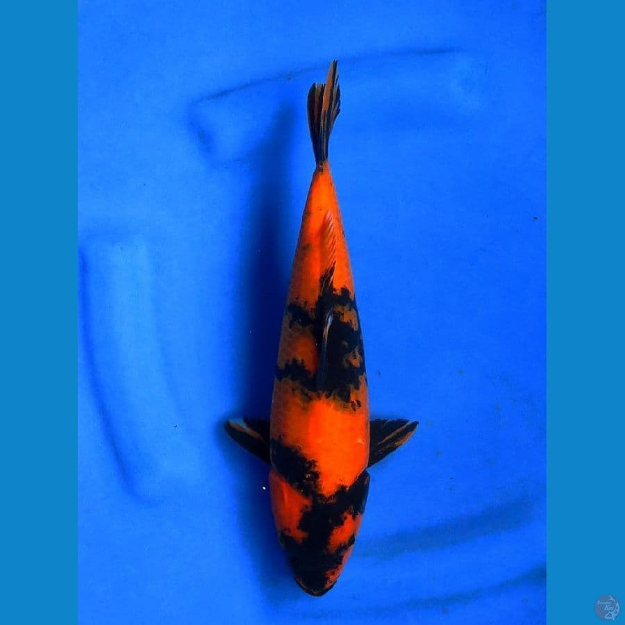 Hi Utsuri Tembus 28cm 