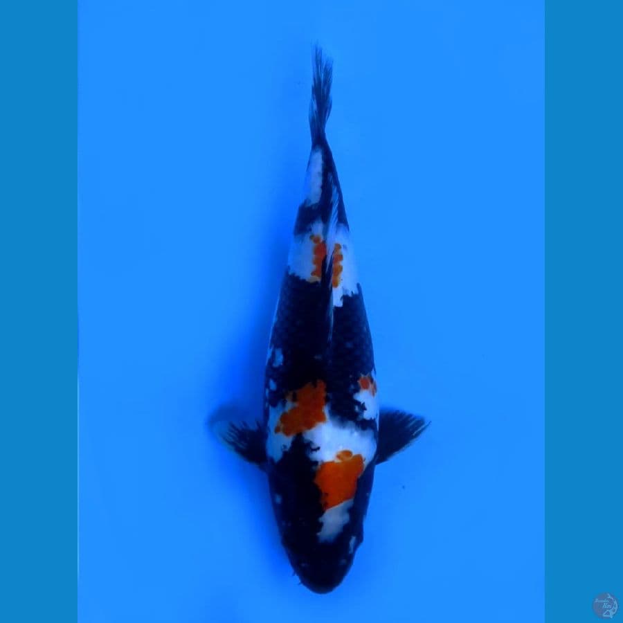 jet balck showa 34cm