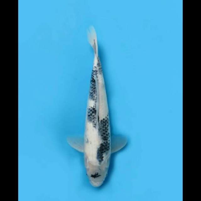 44cm - Jumbo Kage Shiro Bersih