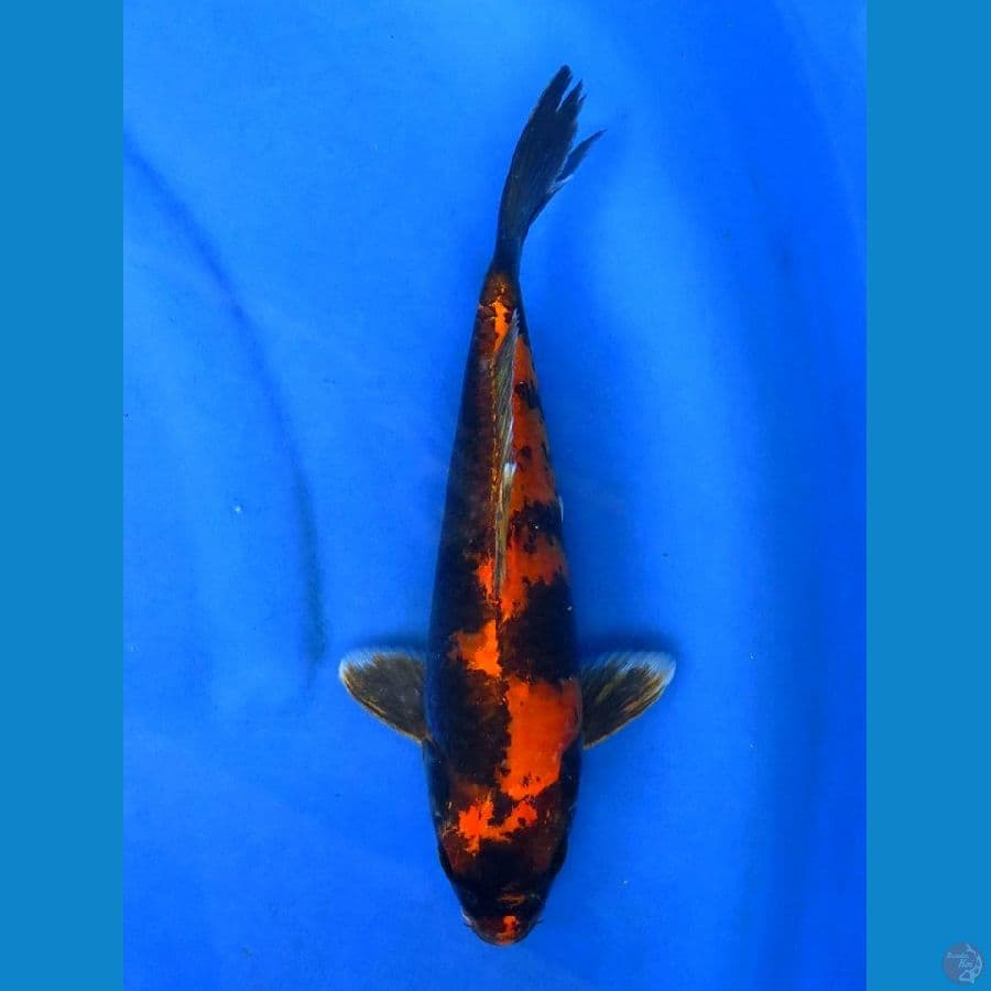 Hikari utsuri 30cm