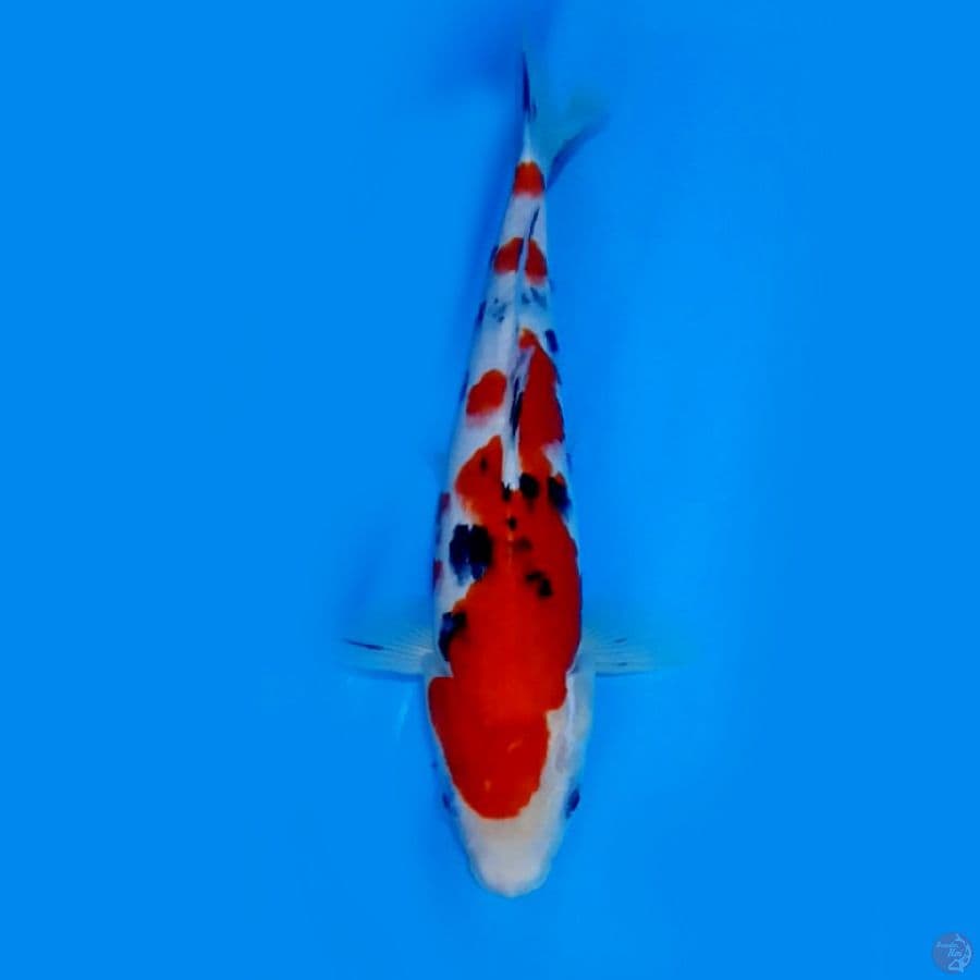 ORIGINAL SANKE 28CM MALE