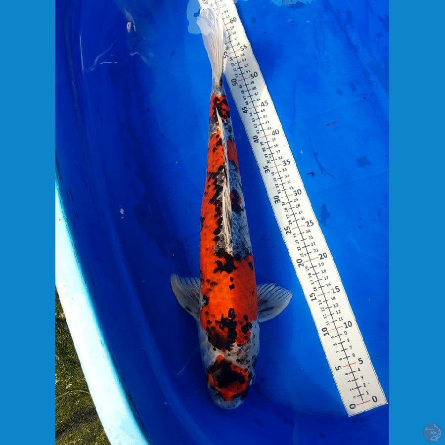 Goshiki Jantan 56cm