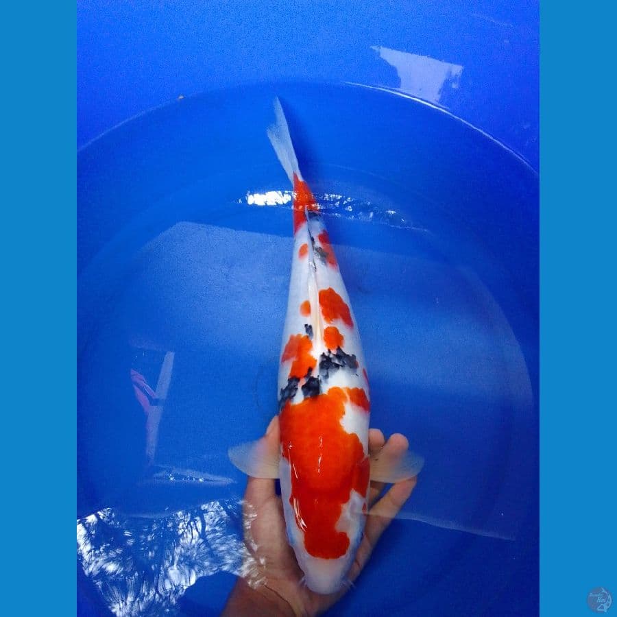 sanke 38 cm