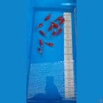bibit TAMASABA size 8.9.10 cm 12 ekor
