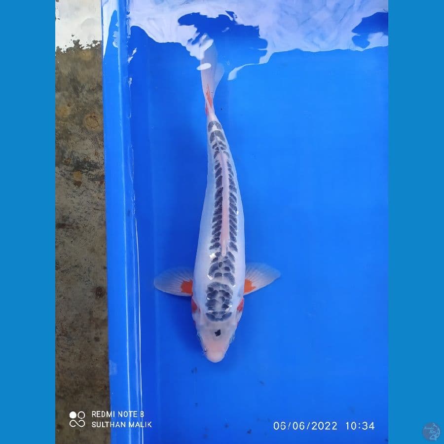shusui35 cm