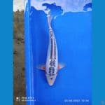 shusui35 cm
