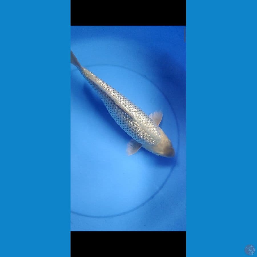 gindrin padet 35cm fm