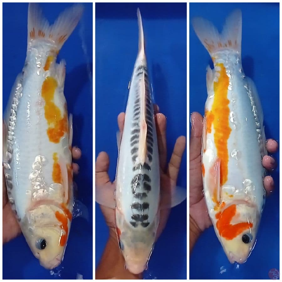 susui 35 cm male