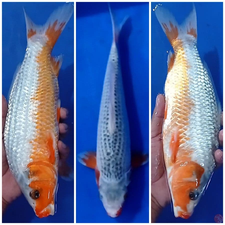 30 cm male
