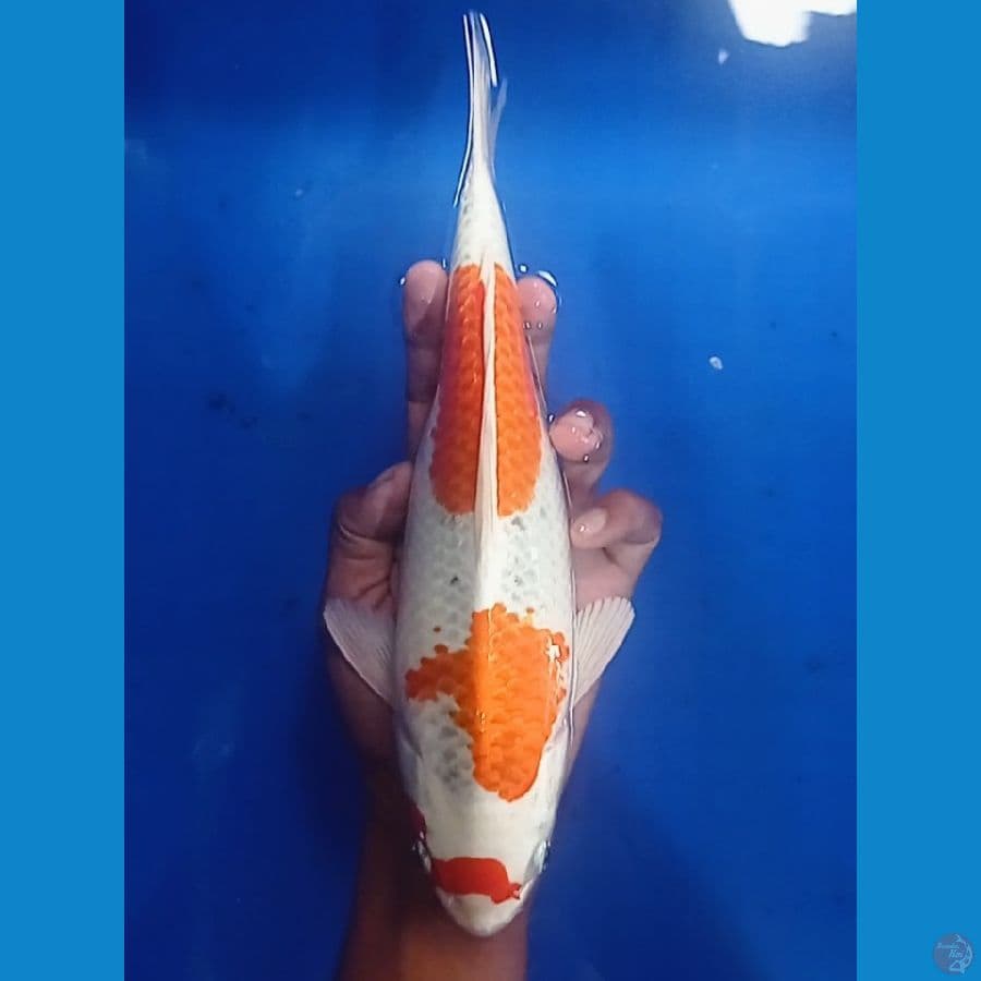 kujaku 30 cm 