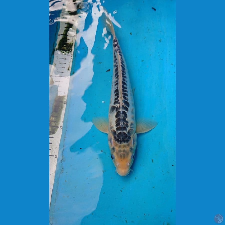 SHUSUI 33 CM