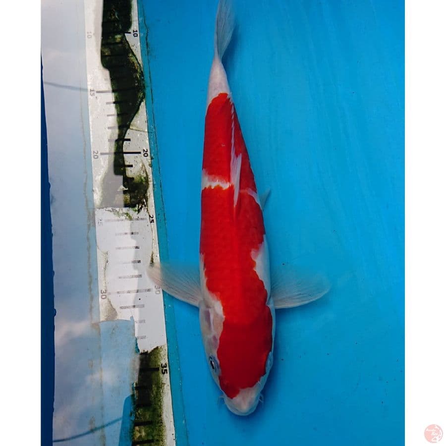 STRONG KOHAKU 30 CM