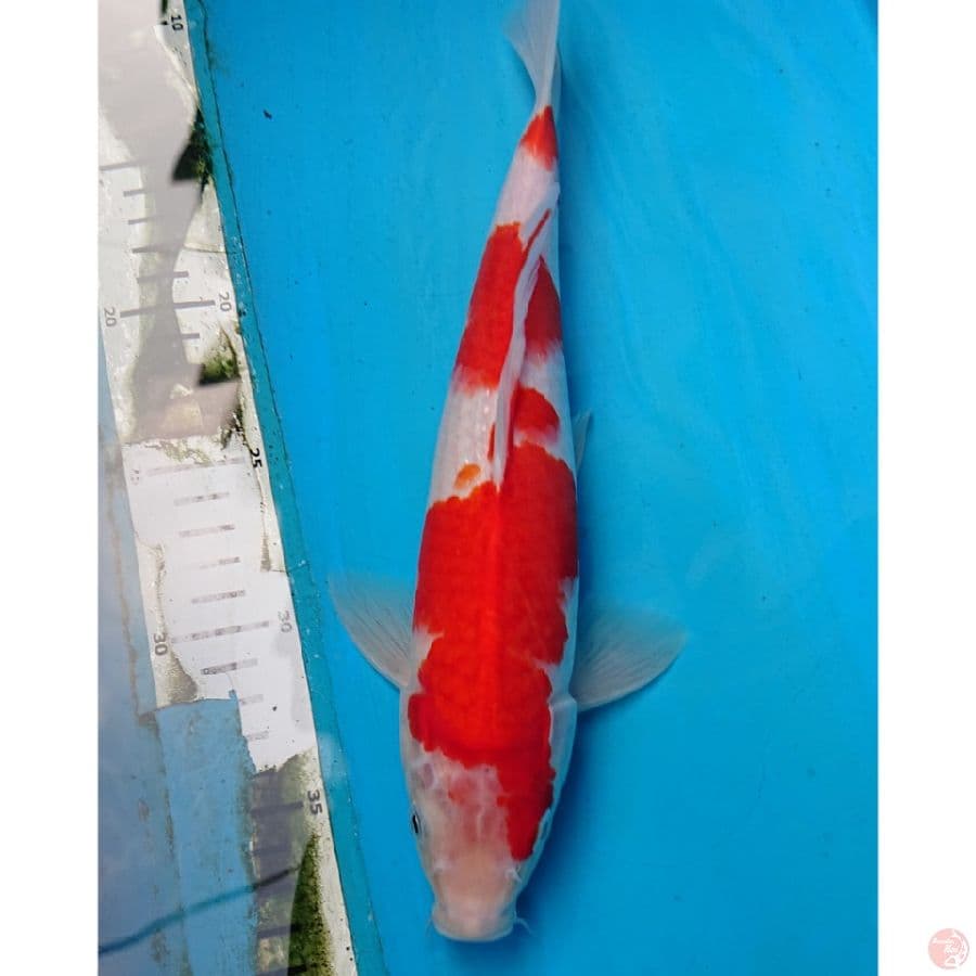 KOHAKU 30 CM