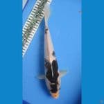 GOROMO 34CM