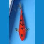 AKA SANKE 30CM