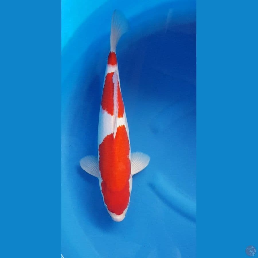 SANDAN KOHAKU 43 cm