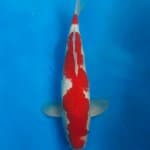 Inazuma kuhaku (super red)