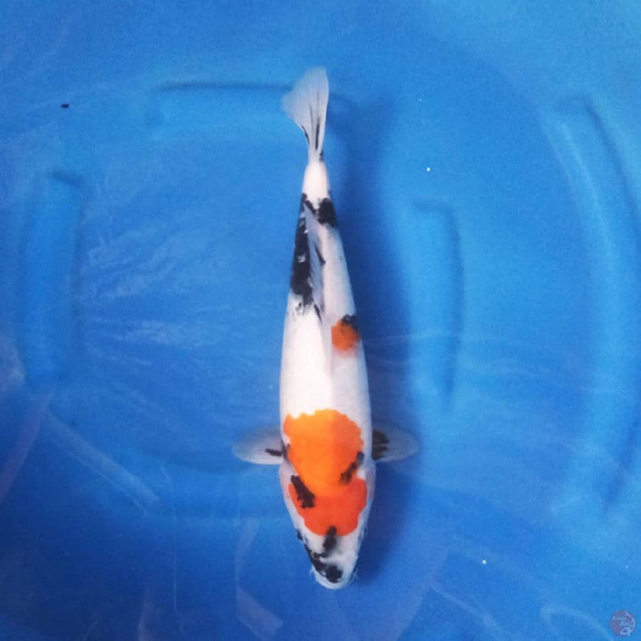 Showa 34cm
