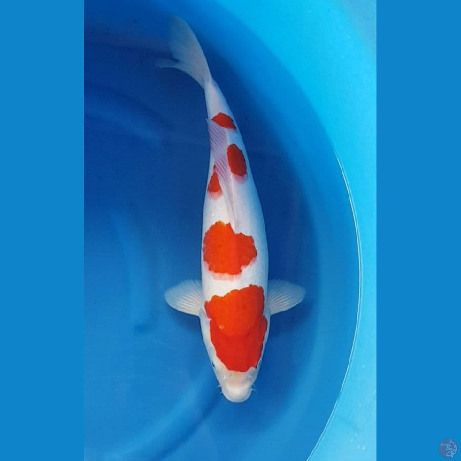 YONDAN KOHAKU 45 cm