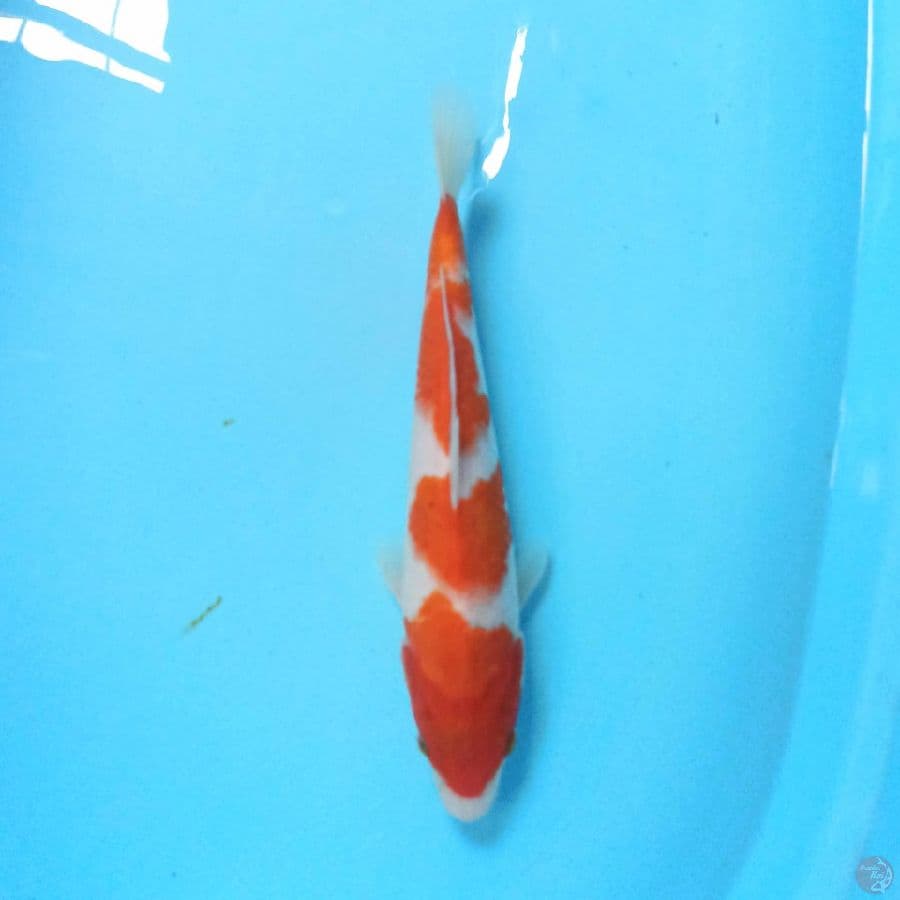 Kohaku 29cm