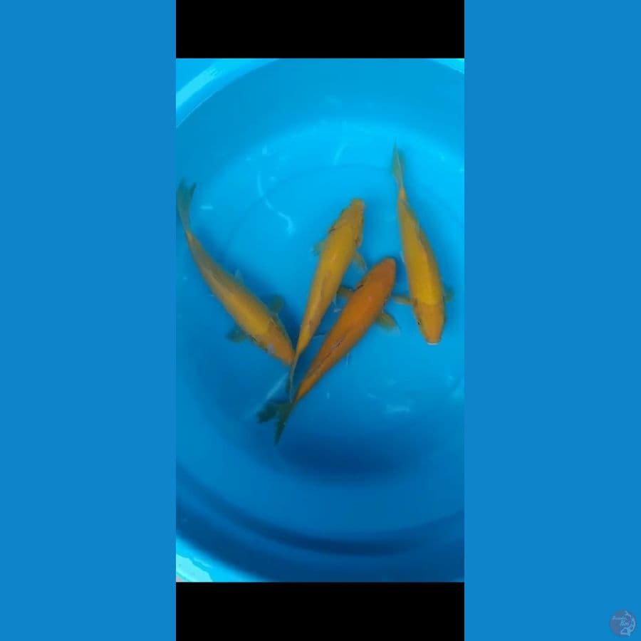 karashi 4 ekor