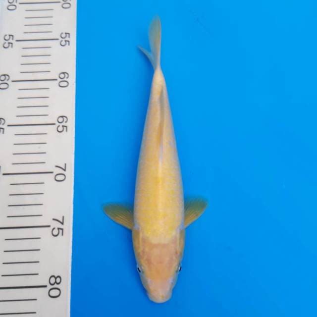 Karashi jumbo