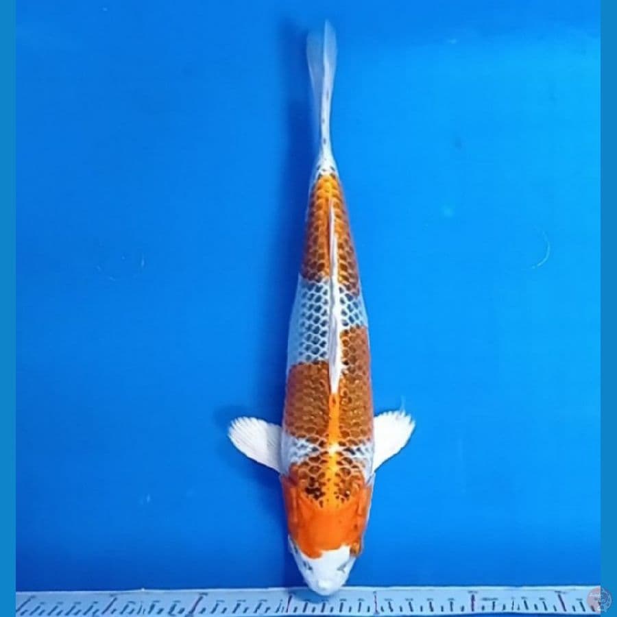 kujaku 30 cm