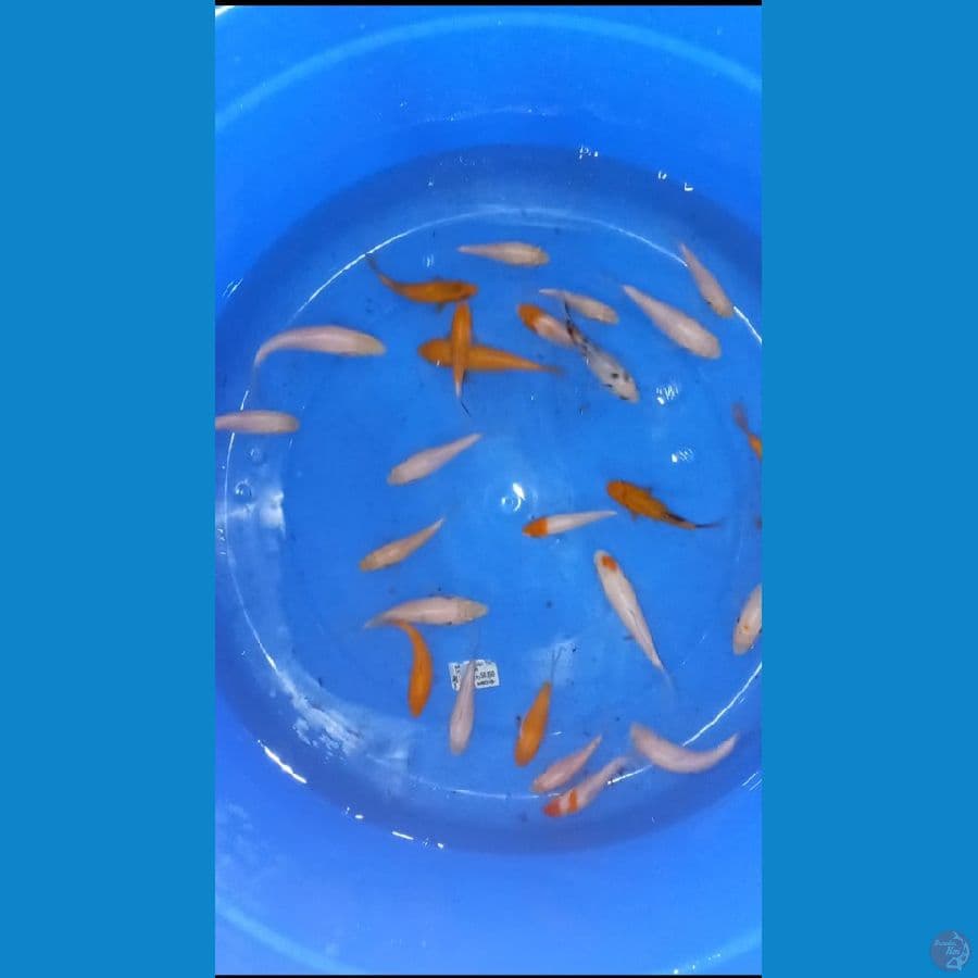 bibit koi 50 ekor