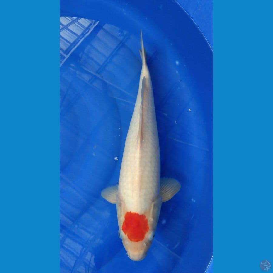 F1 Tancho Kohaku 42cm/Male