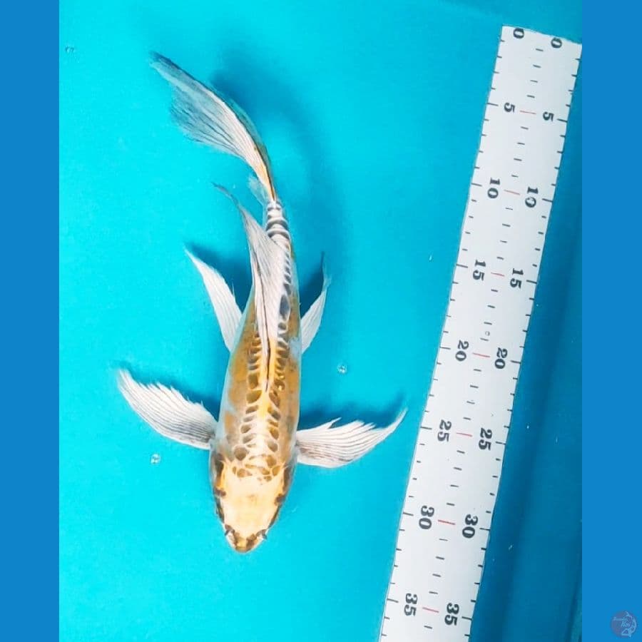 kumpay yellow kiko 29cm