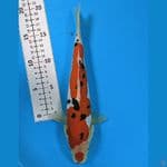 DOITSU SANKE 27CM/FM