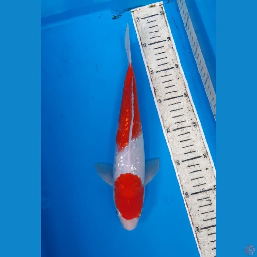 Kohaku ginrin