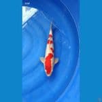 SQ kohaku 36cm/Male 