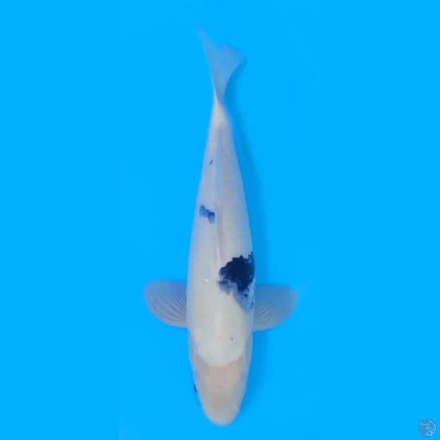 SHIRO TETEGOI CALON INDUK 42cm ~FEEMALE