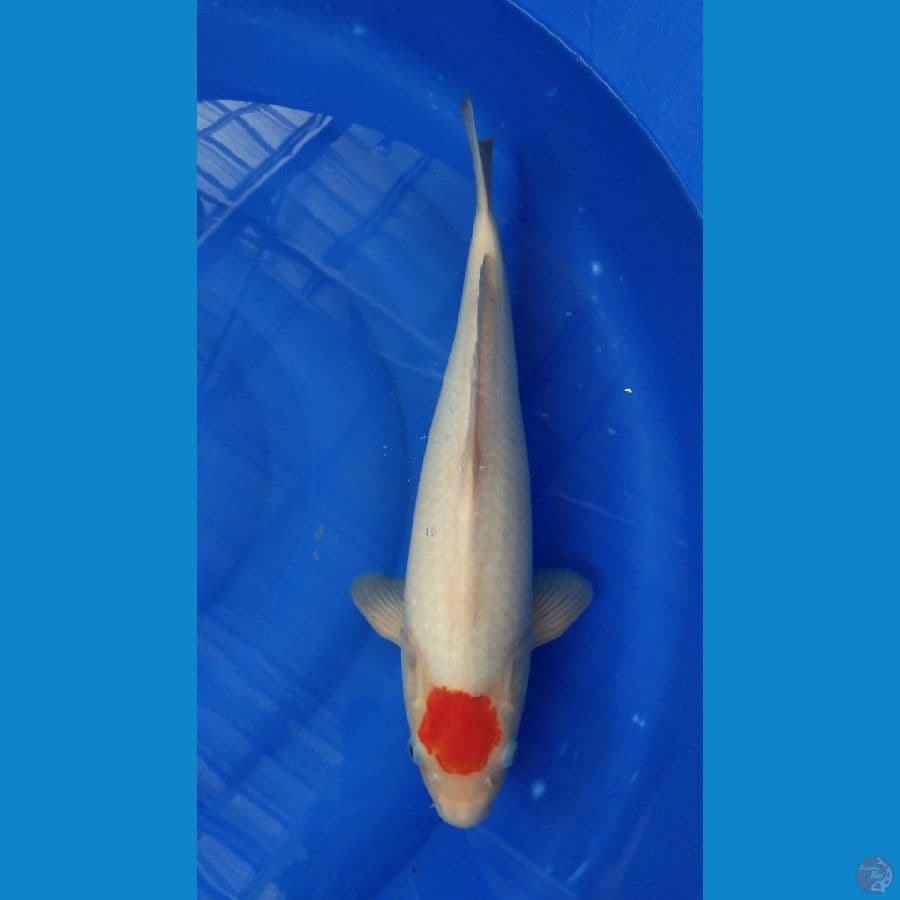 Tancho kohaku 42cm/Male