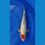 Tancho kohaku 42cm/Male