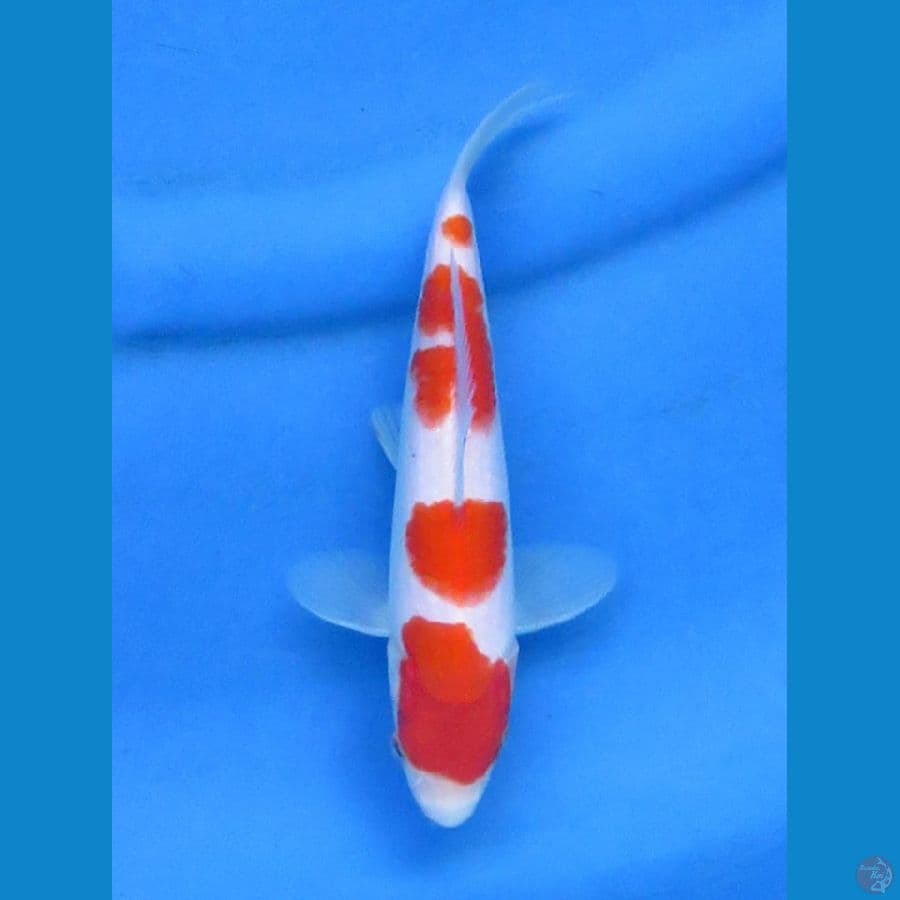 Kohaku Ori 