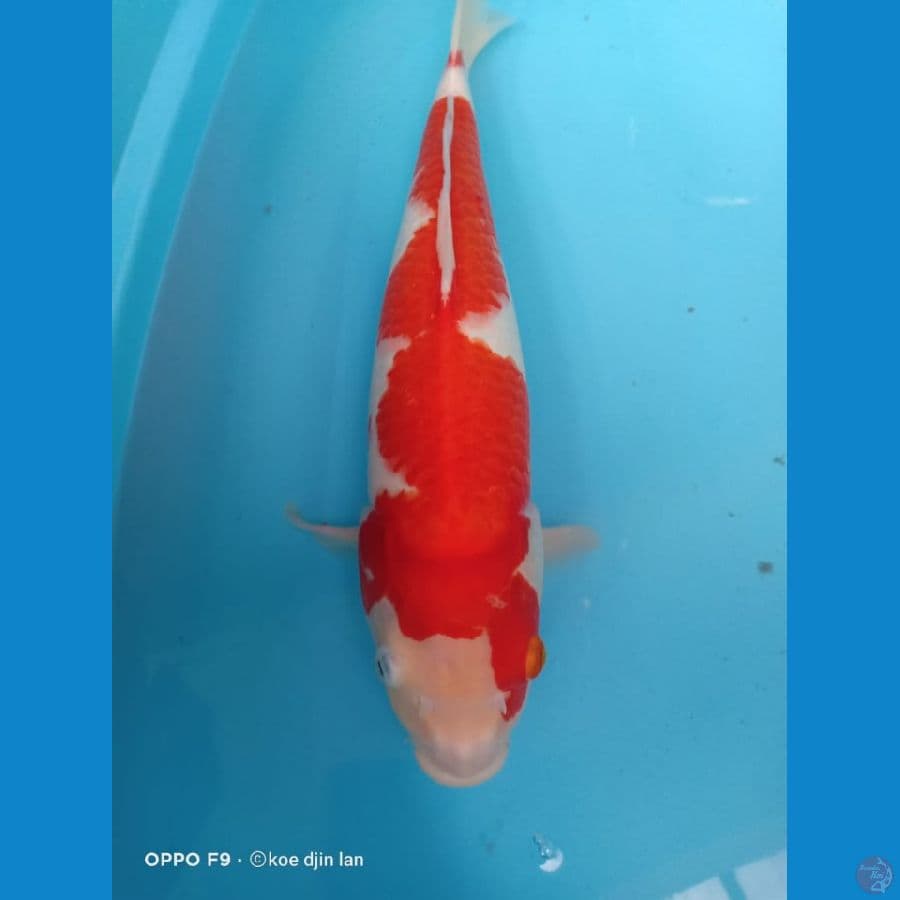 Kohaku  45 cm