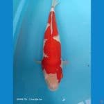 Kohaku  45 cm