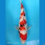 Sanke 40cm