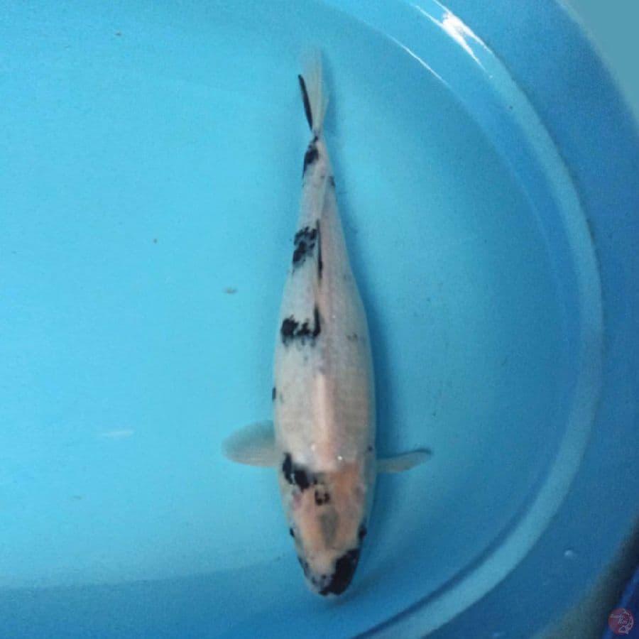 SHIRO 37 cm