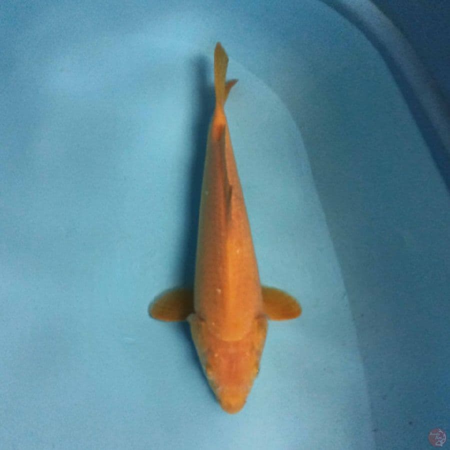 KARASHO 32 cm
