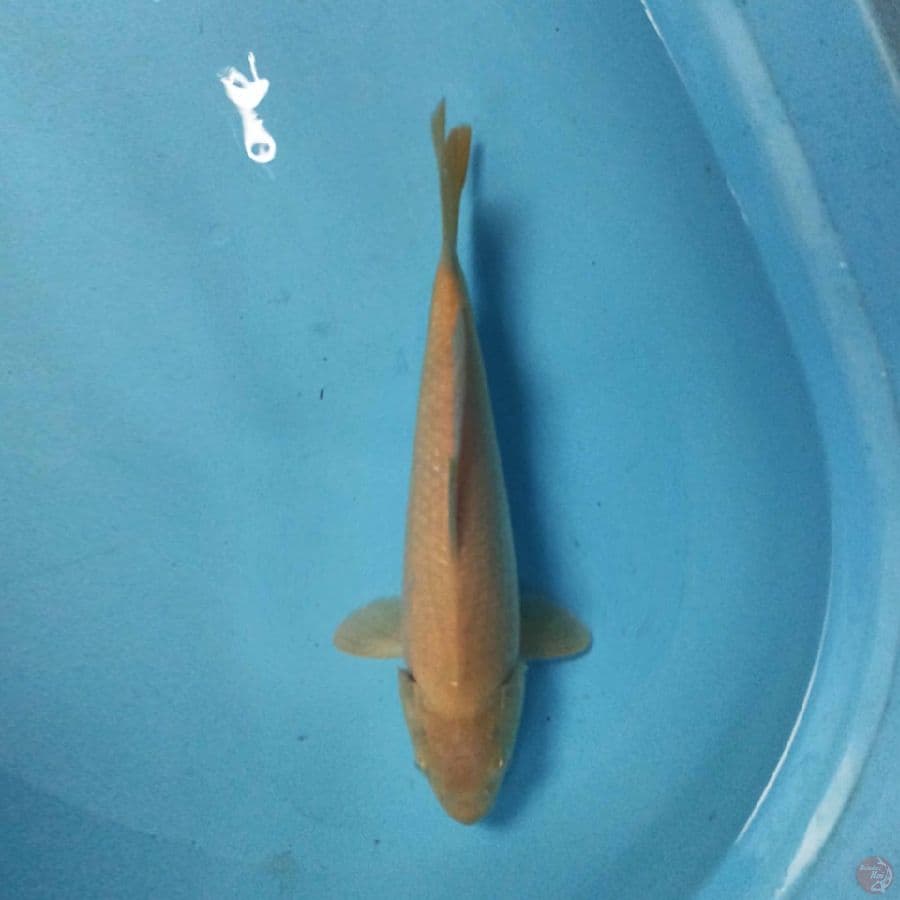 KARASHI 30 cm